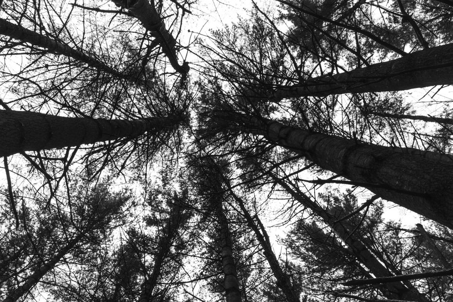 Schwarz weiß Foto, Bäume von unten fotografiert ragen kahl in den Himmel 